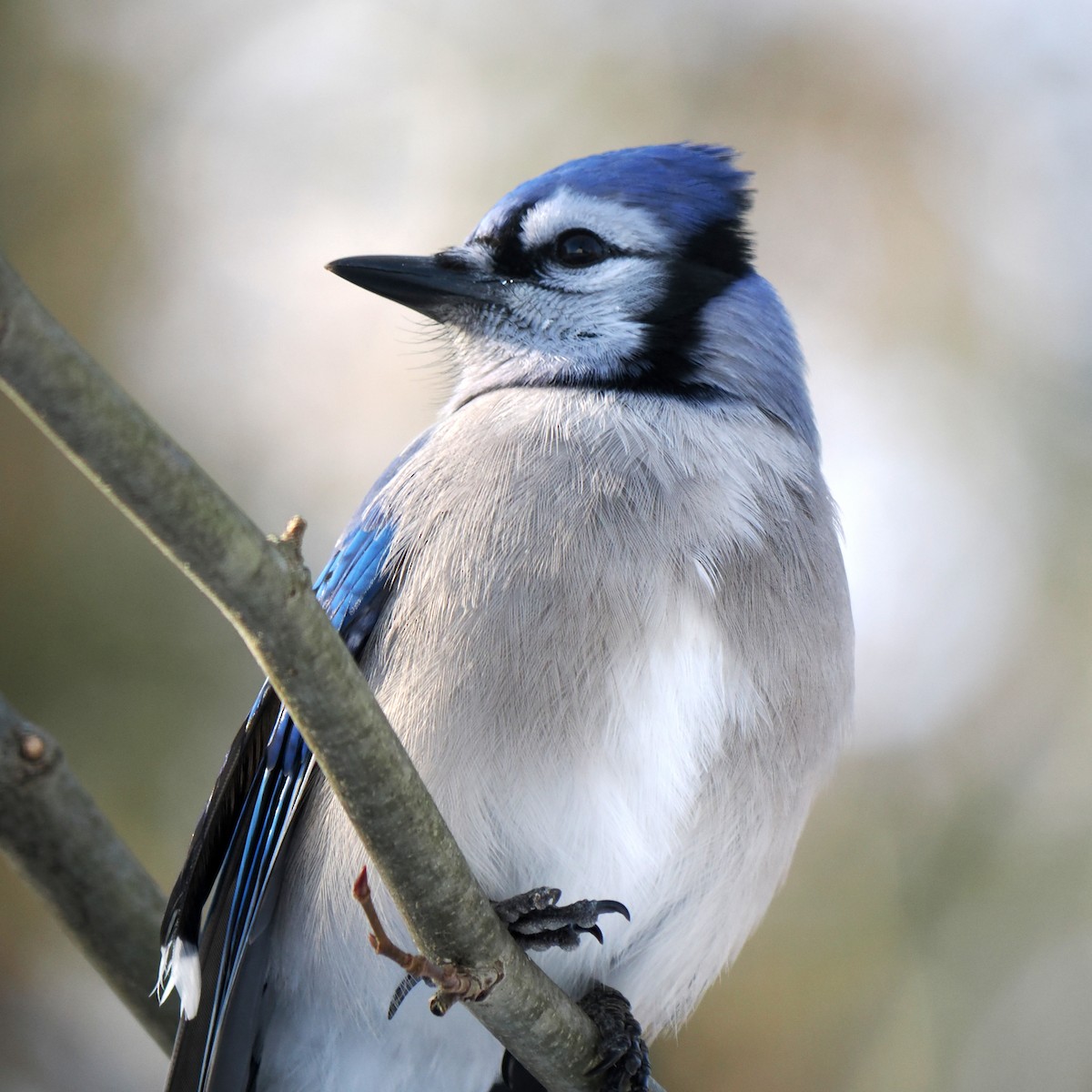 Blue Jay - ML646605084
