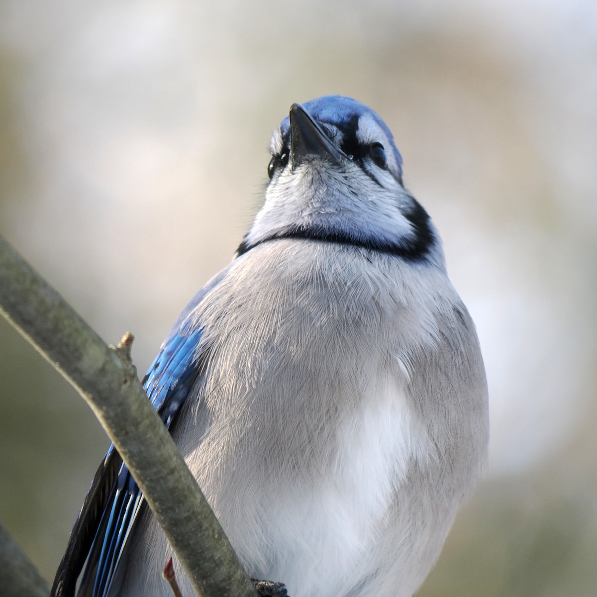 Blue Jay - ML646605085