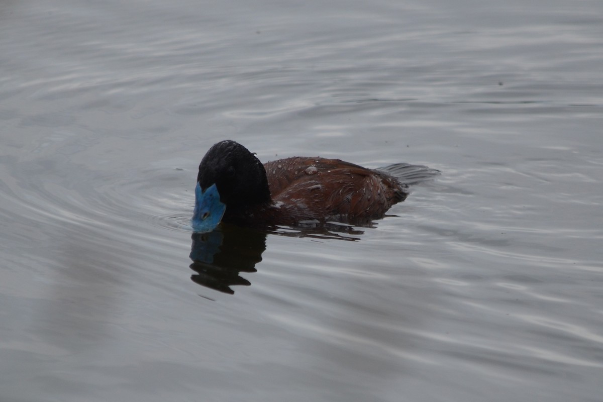 Blue-billed Duck - ML646605089