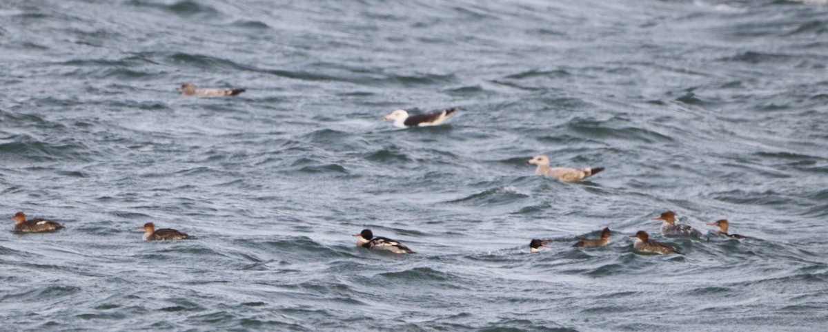 ウミアイサ - ML646605090