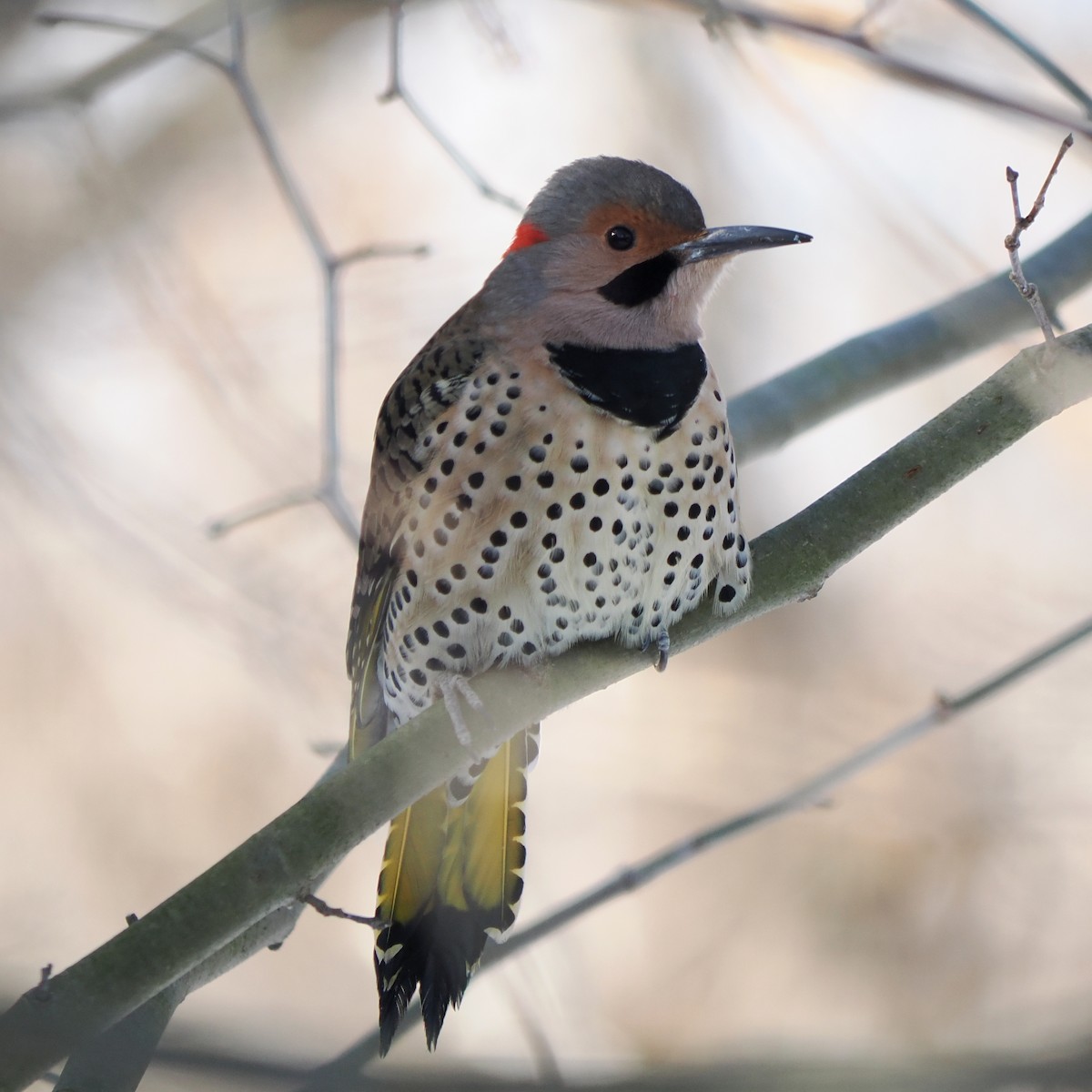 נקר צפון-אמריקני - ML646605092