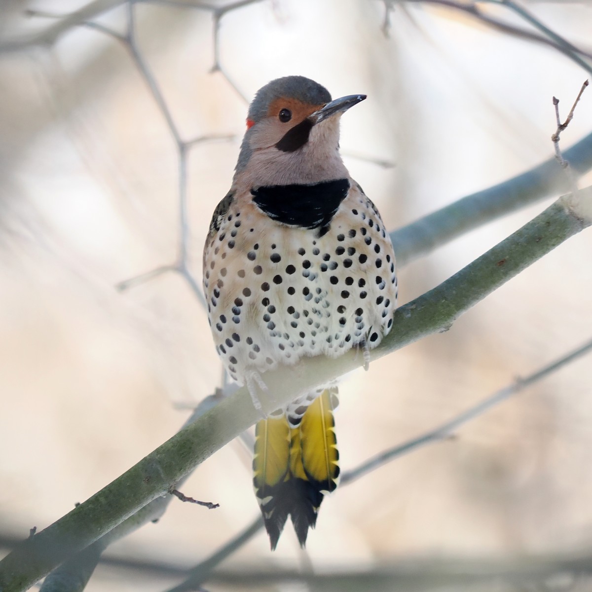 נקר צפון-אמריקני - ML646605093