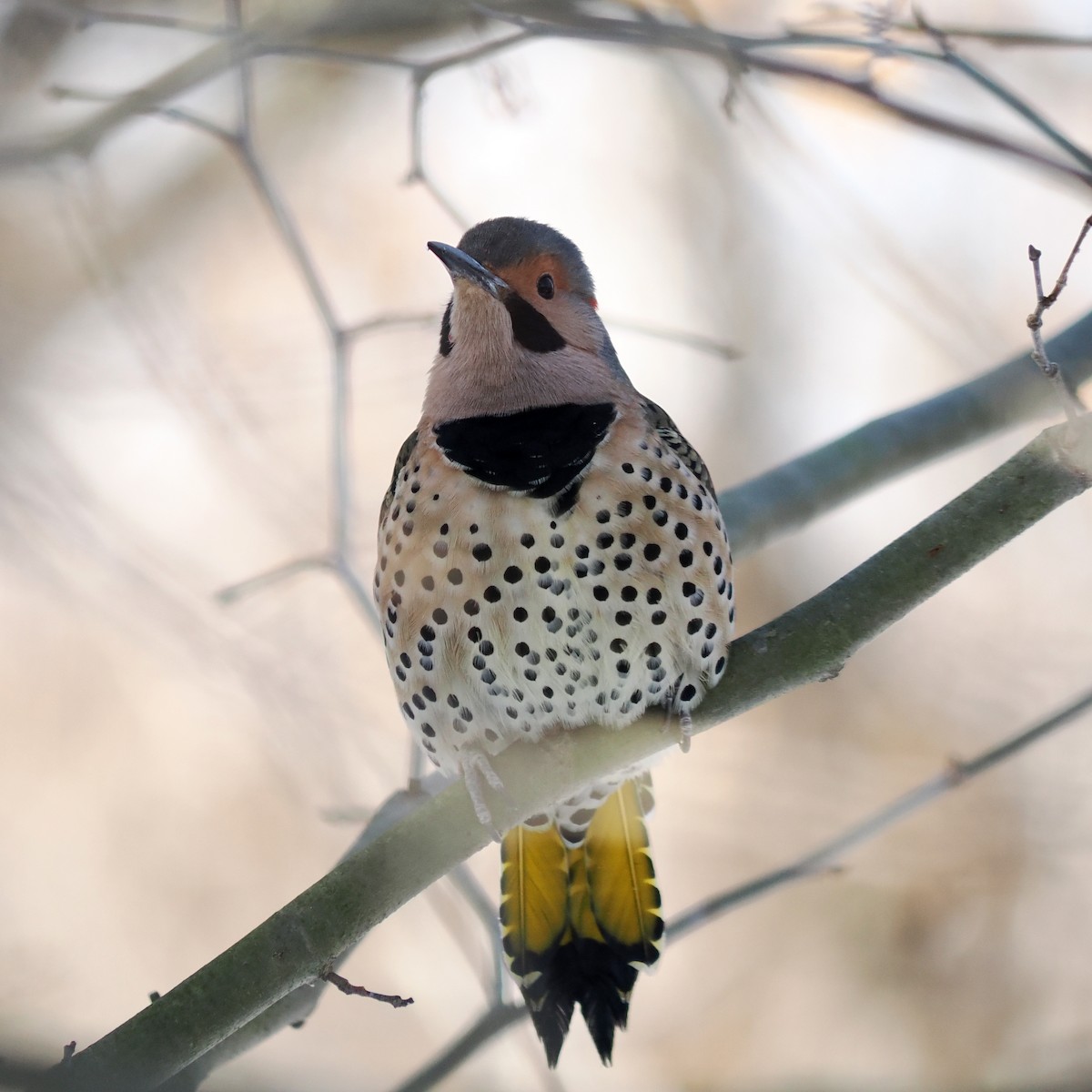 נקר צפון-אמריקני - ML646605094