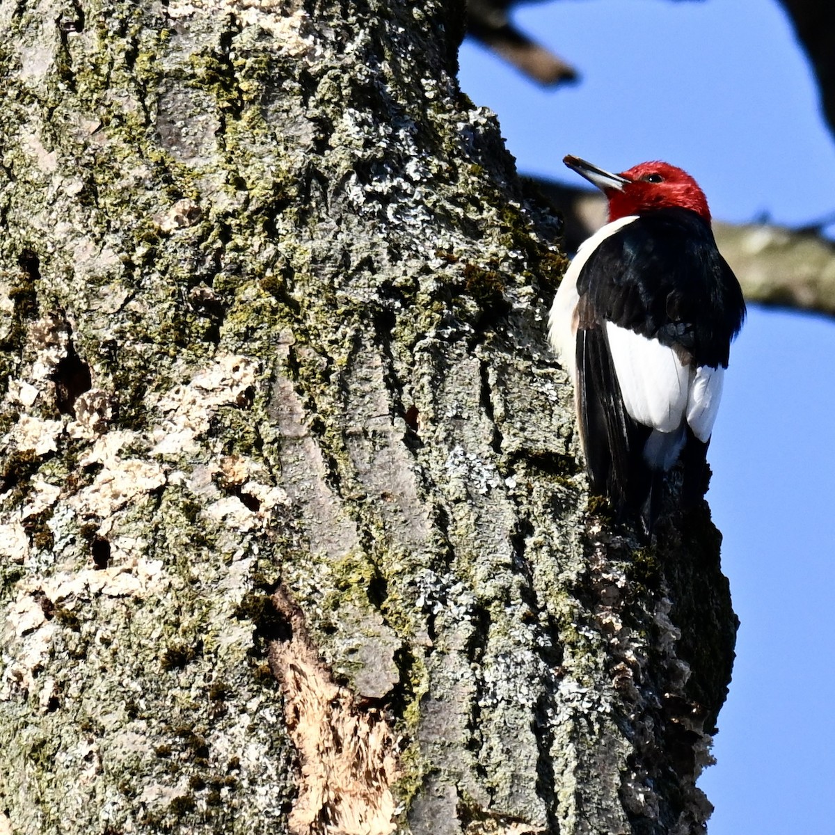 Red-headed Woodpecker - ML646605095