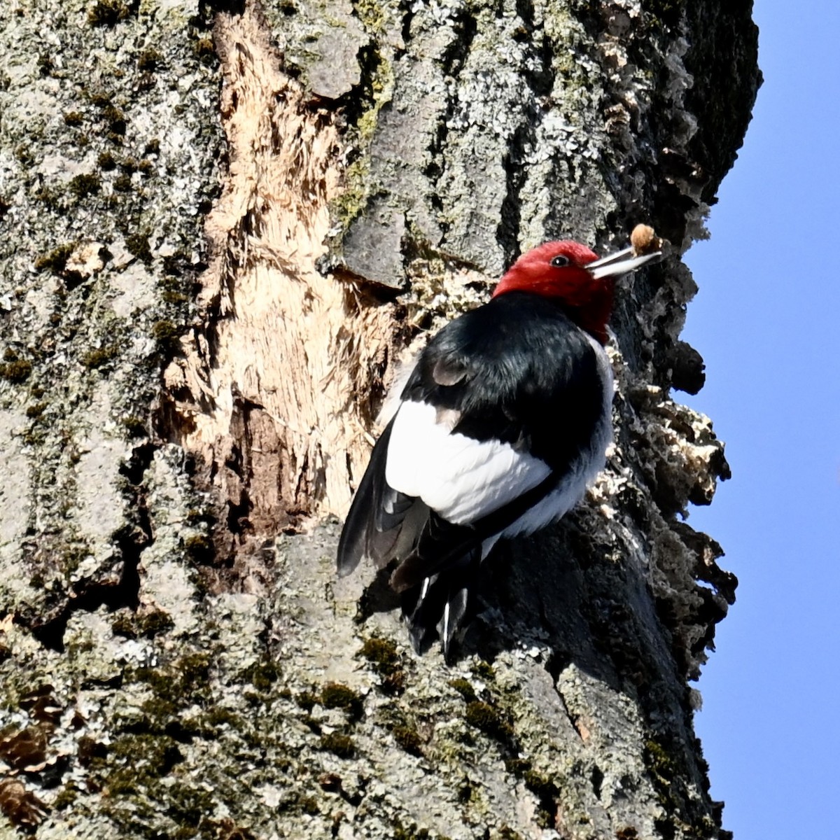 Red-headed Woodpecker - ML646605097
