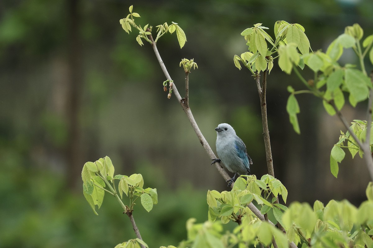 Blue-gray Tanager - ML646605100