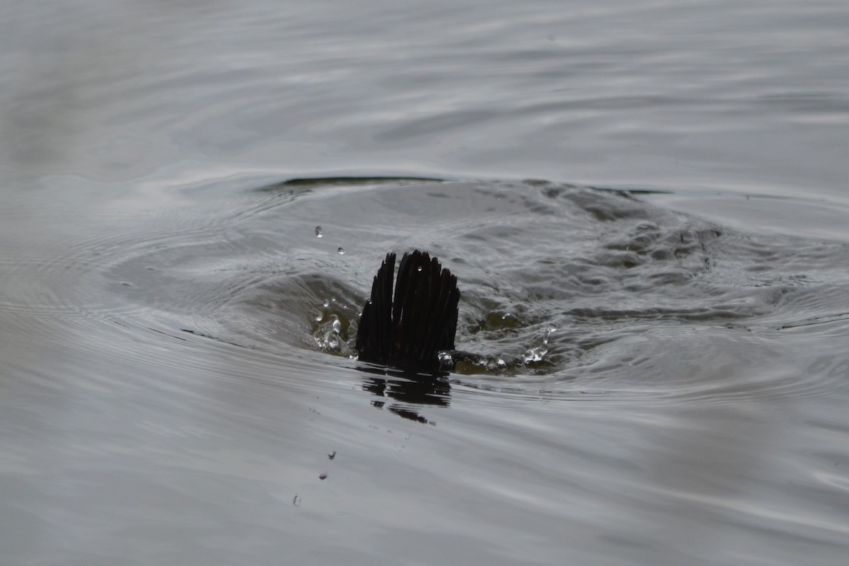 Blue-billed Duck - ML646605101