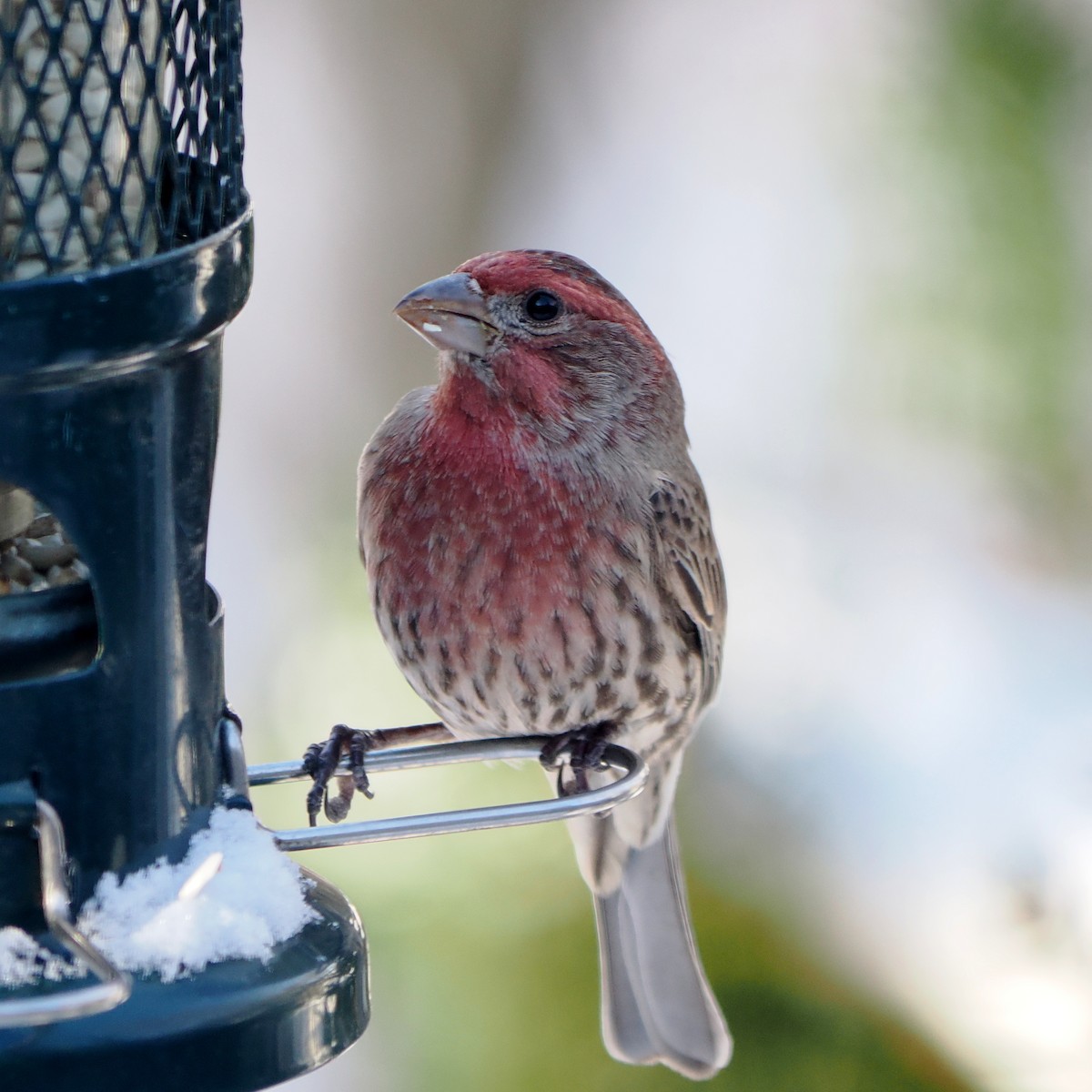 House Finch - ML646605102
