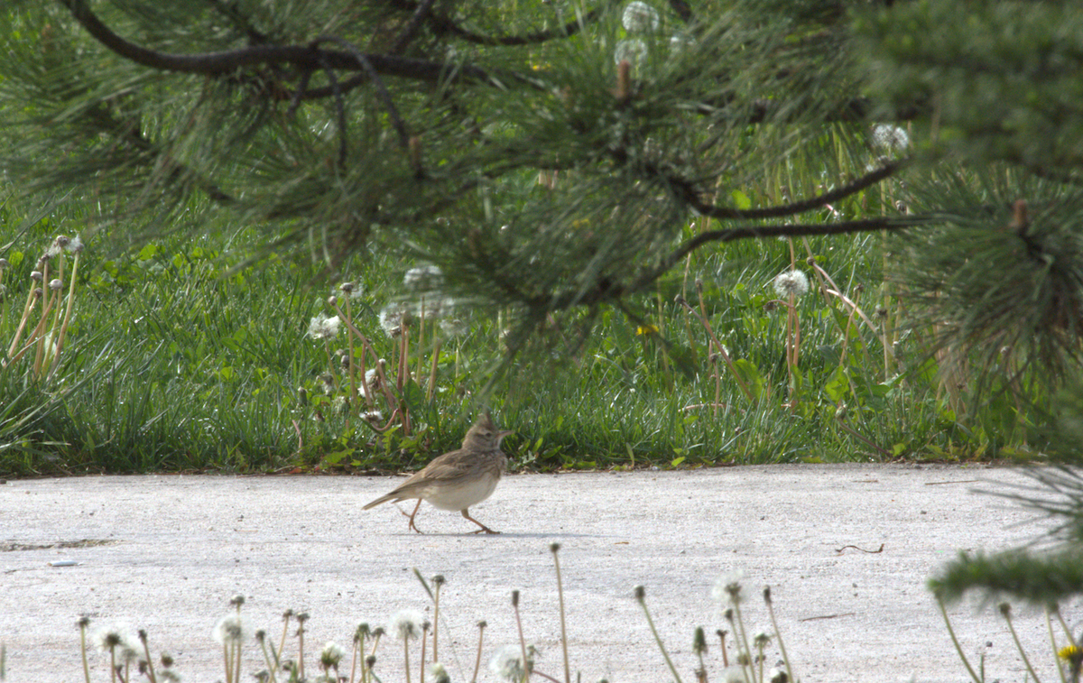 Crested Lark - ML646605103
