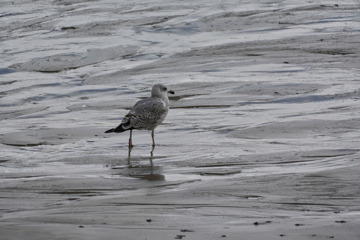 Mittelmeermöwe - ML646605105