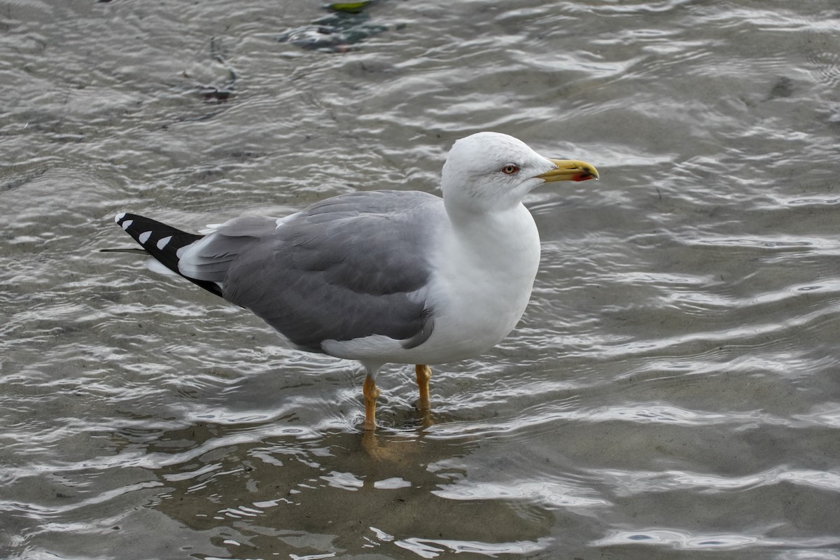 Mittelmeermöwe - ML646605106