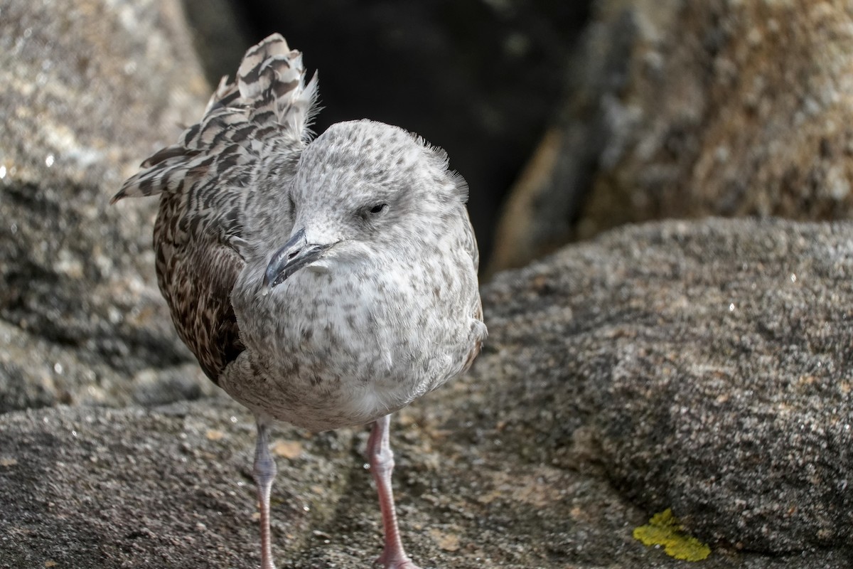 Mittelmeermöwe - ML646605107