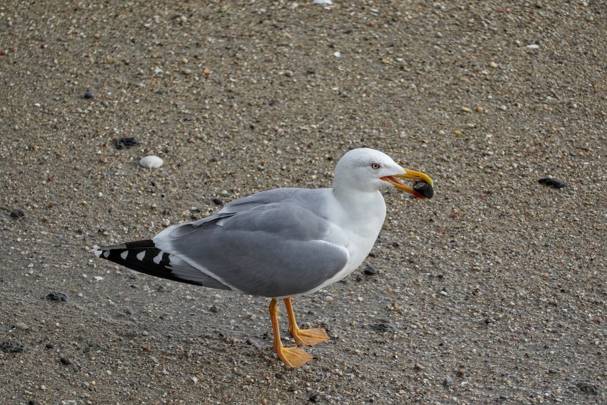 Mittelmeermöwe - ML646605108