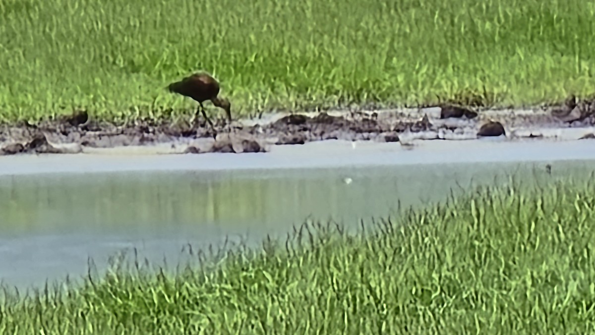 Glossy Ibis - ML646605113