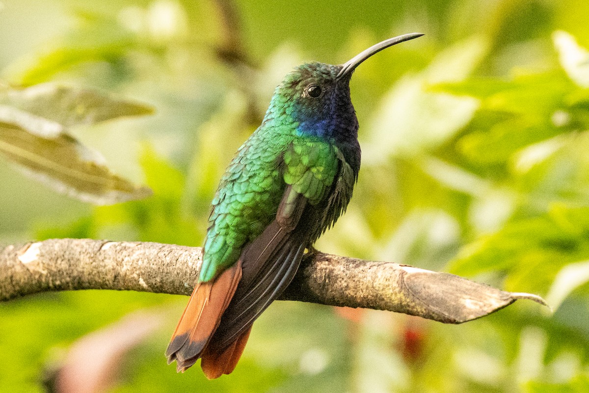 Lazuline Sabrewing - ML646605115