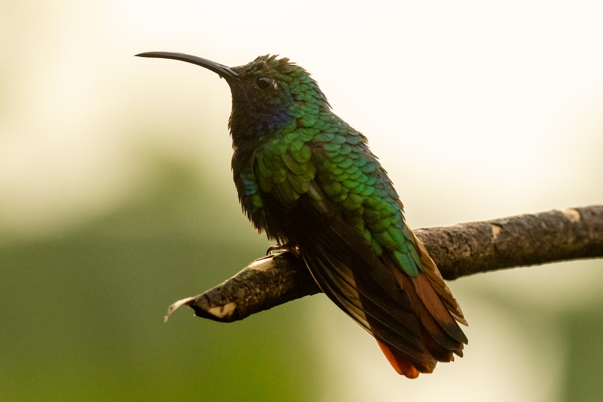 Lazuline Sabrewing - ML646605116