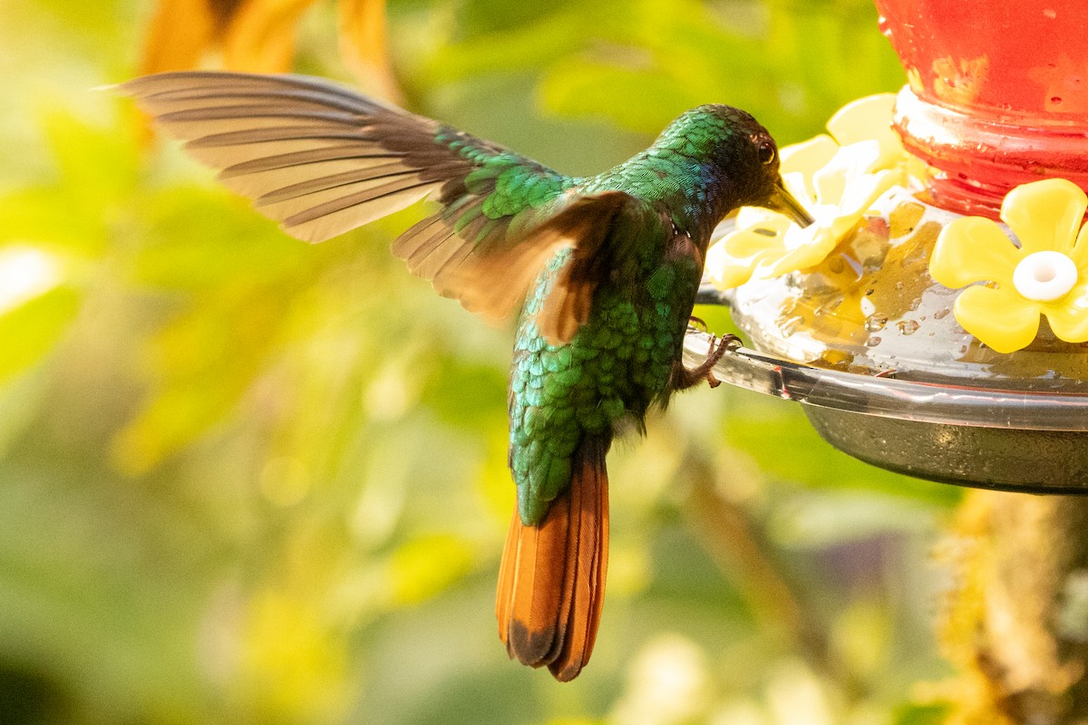 Lazuline Sabrewing - ML646605117