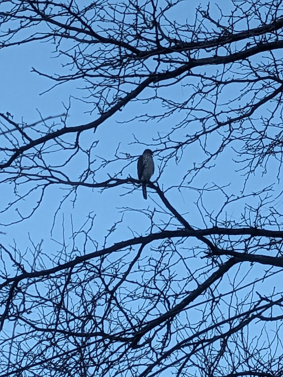 Cooper's Hawk - ML646605118