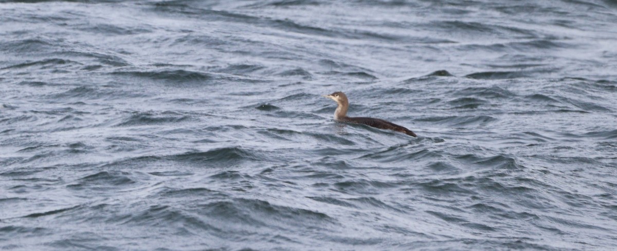 Краснозобая гагара - ML646605125