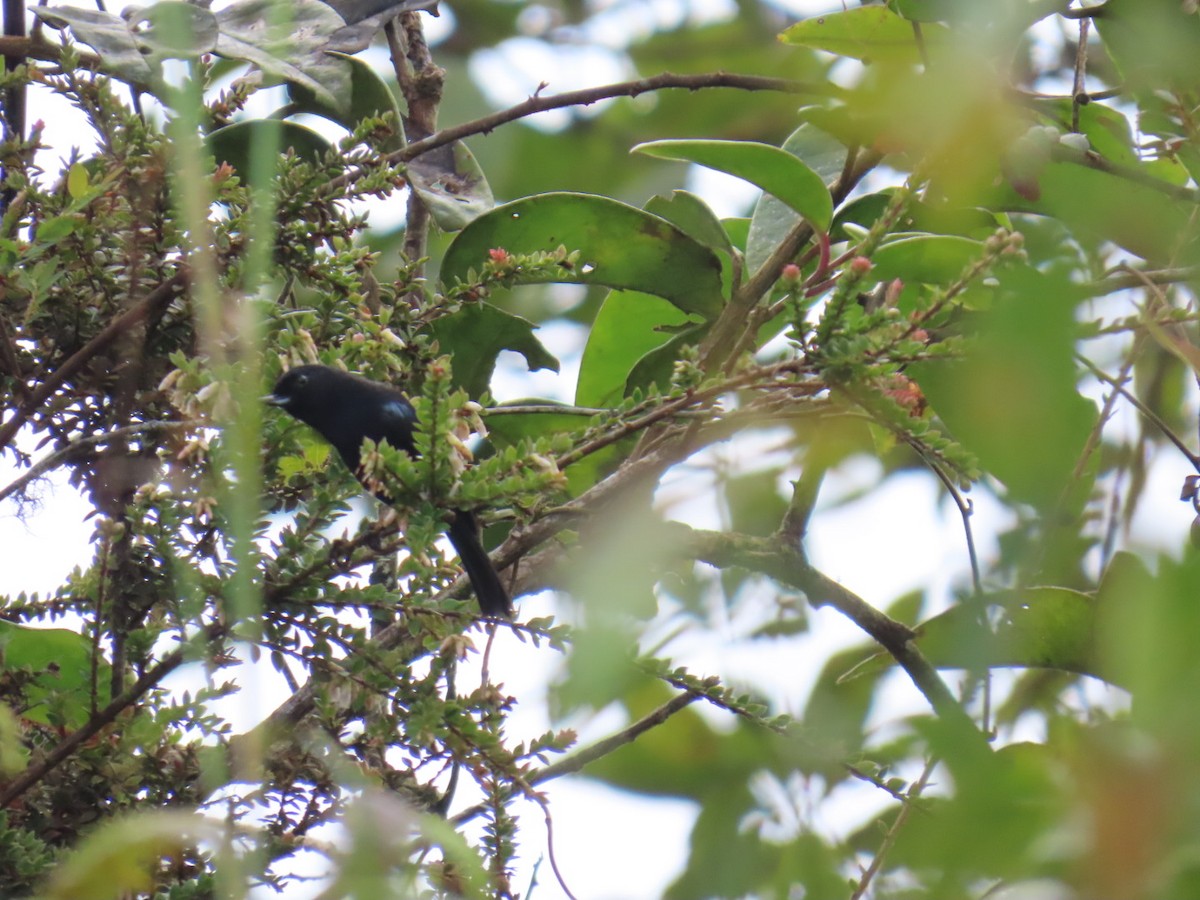 Ak Şeritli Çiçekdelen - ML646605130