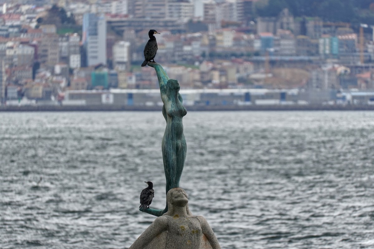 Kormoran - ML646605131