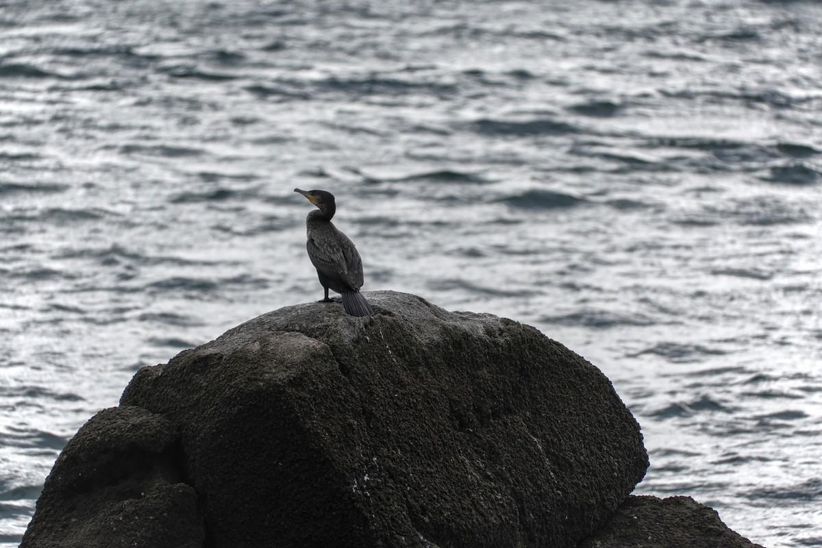 Kormoran - ML646605132