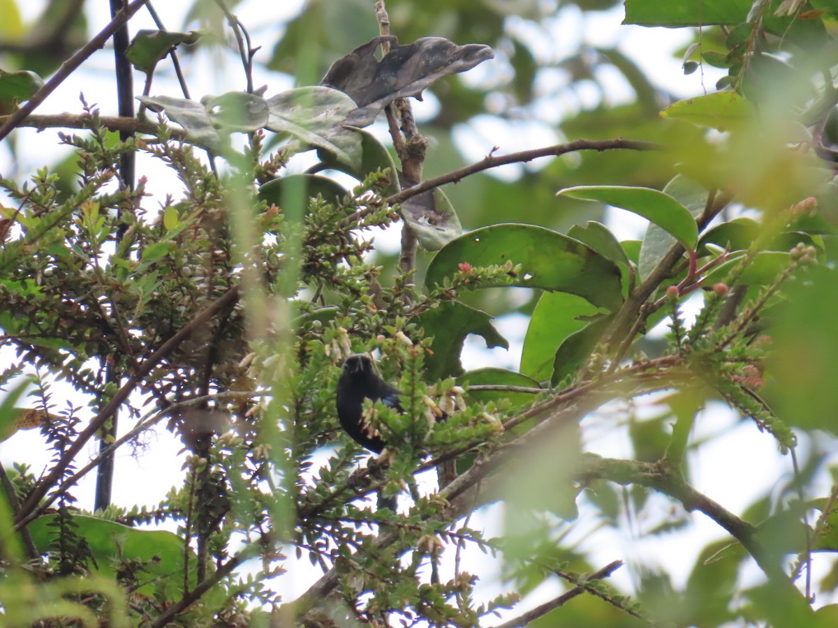 Ak Şeritli Çiçekdelen - ML646605133