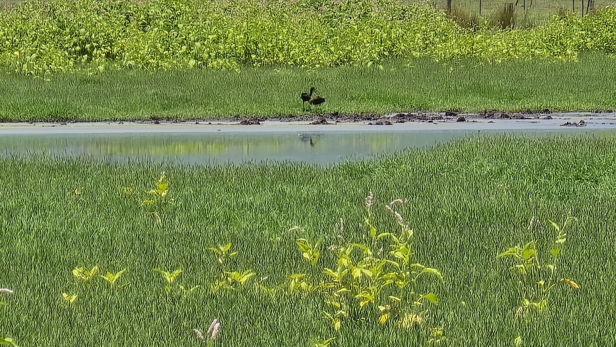 Glossy Ibis - ML646605135