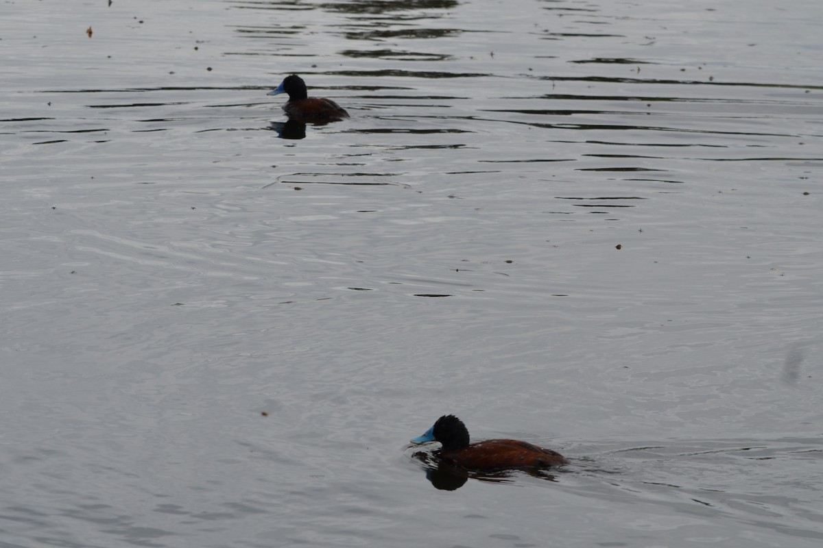 Blue-billed Duck - ML646605137