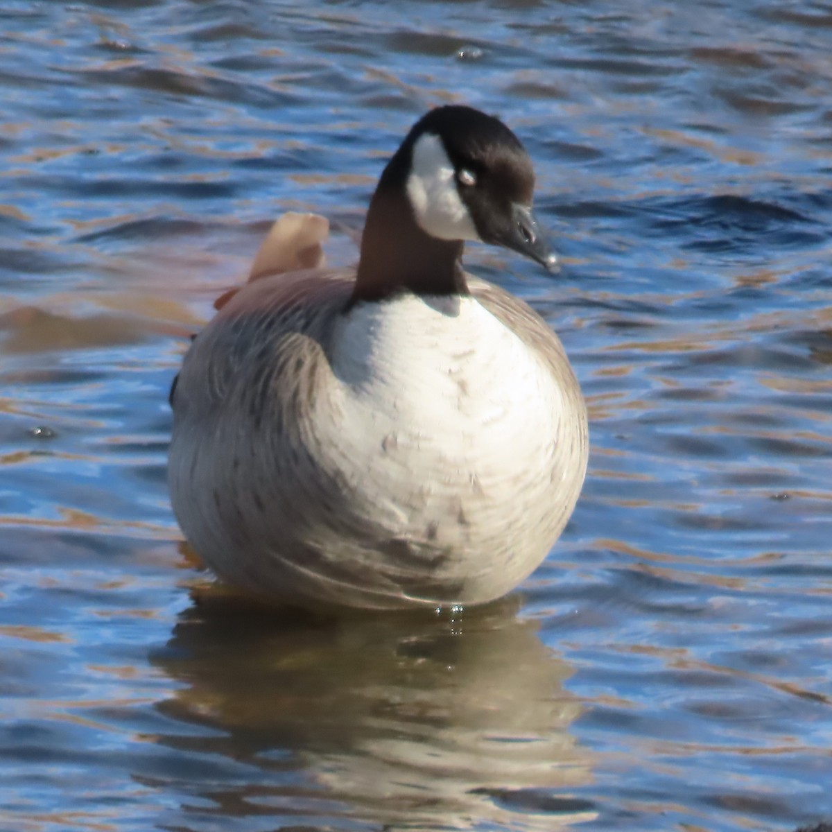 Barnacla Canadiense Grande (grupo canadensis) - ML646605138