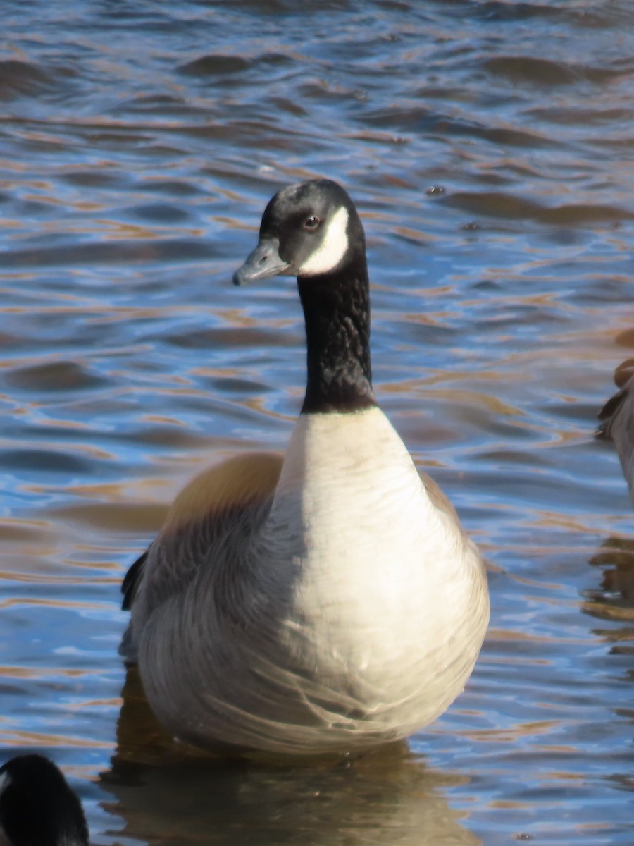 Barnacla Canadiense Grande (grupo canadensis) - ML646605139
