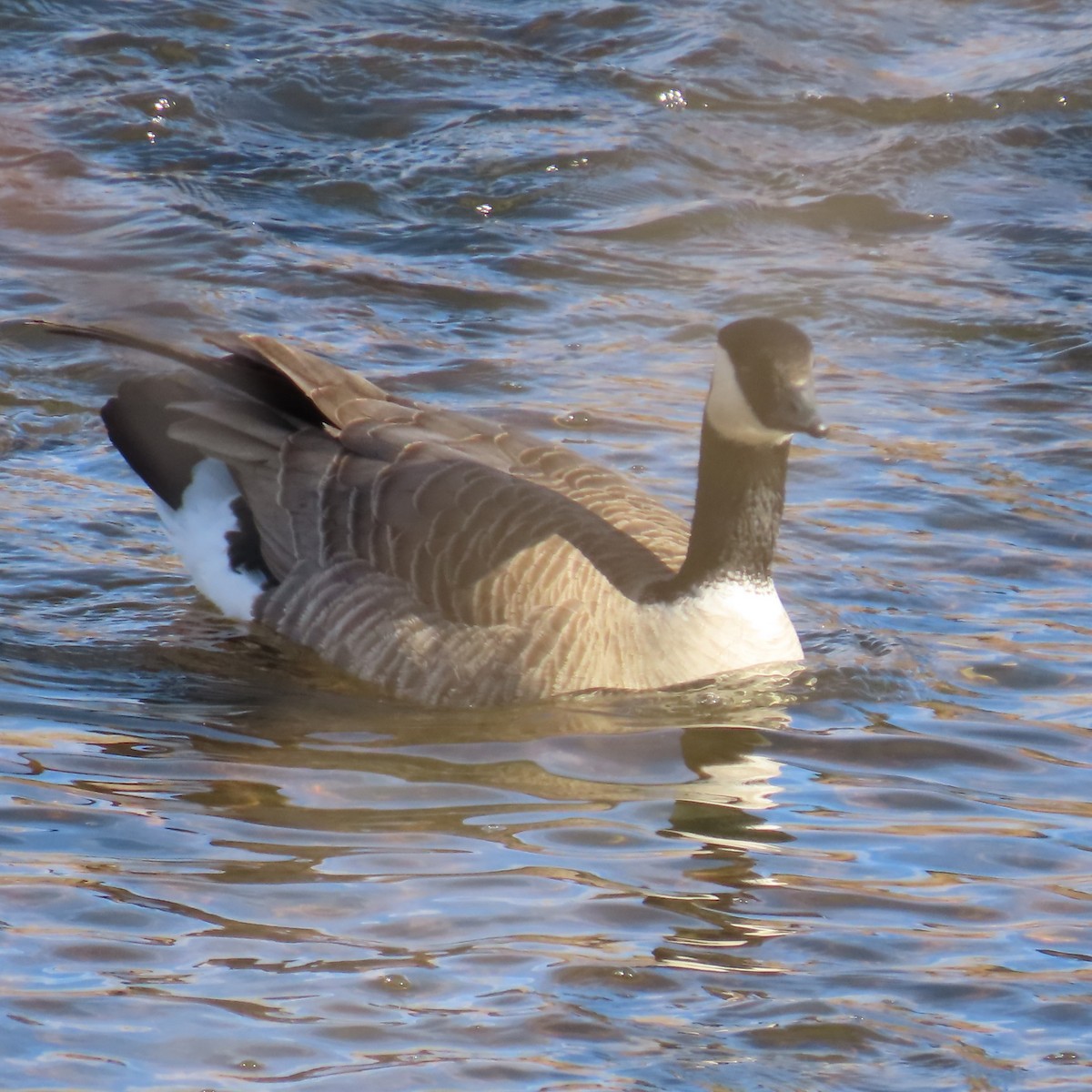 Barnacla Canadiense Grande (grupo canadensis) - ML646605140