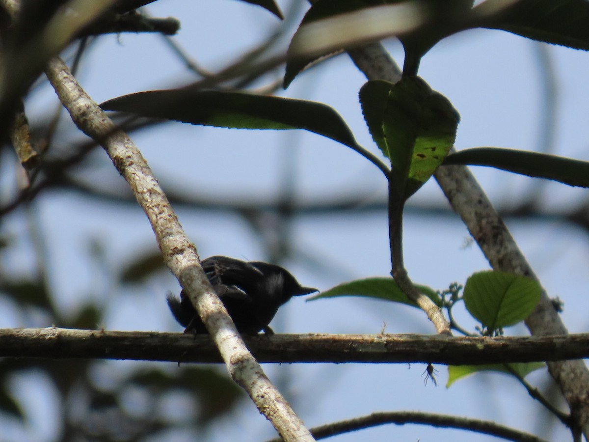 Ak Şeritli Çiçekdelen - ML646605141