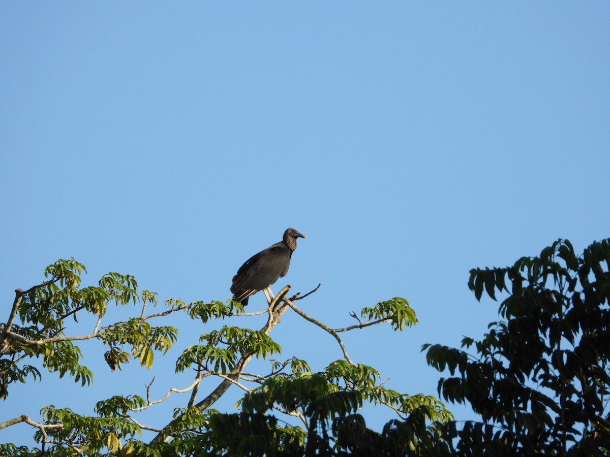 kondor havranovitý - ML646605142