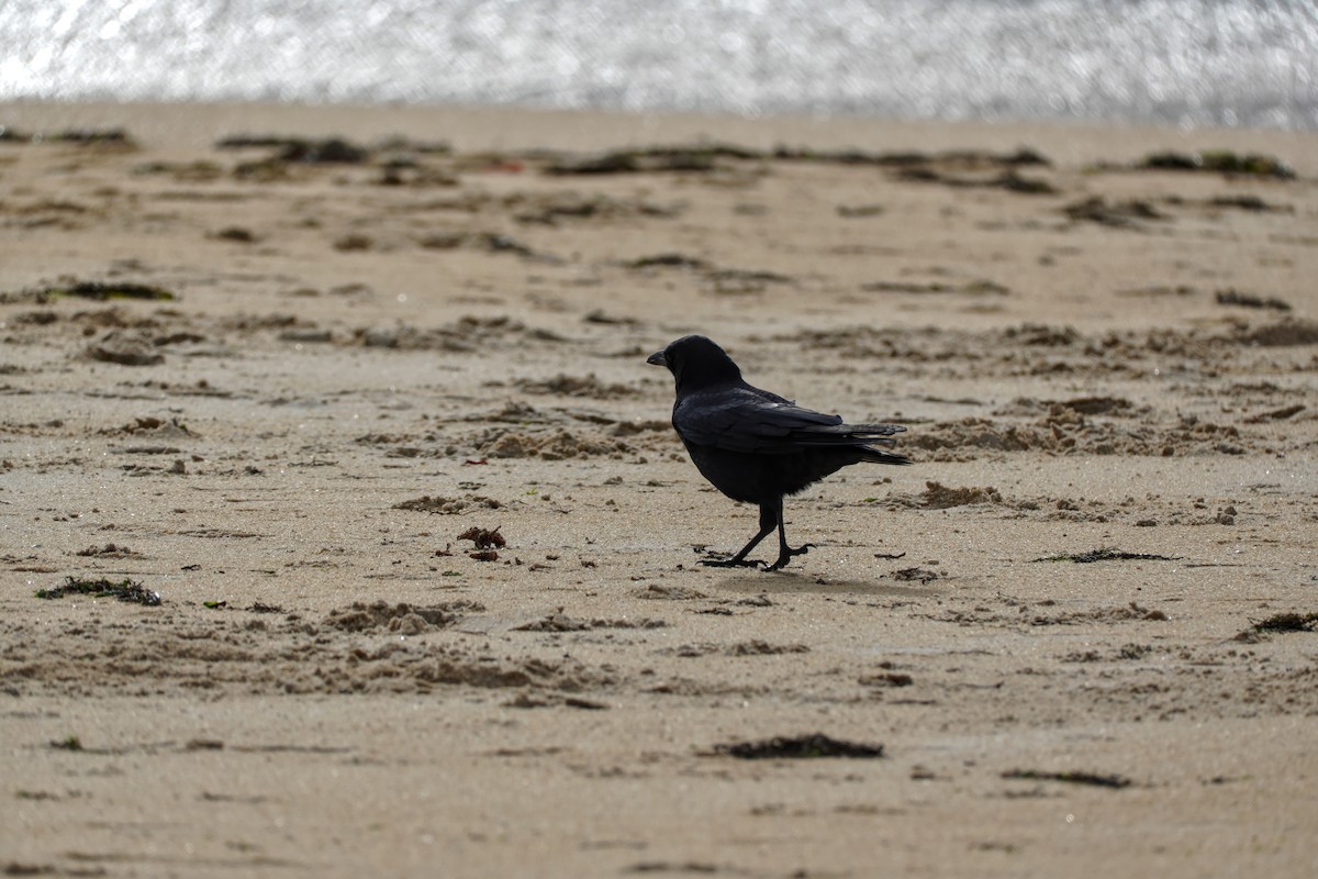 Rabenkrähe - ML646605144