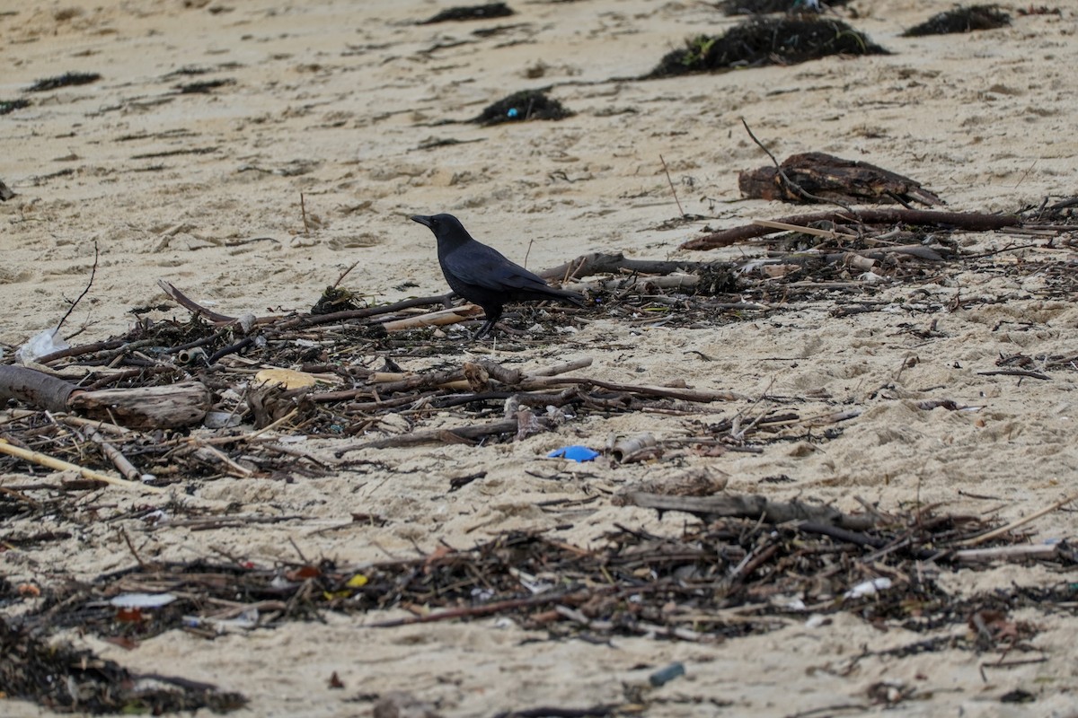 Rabenkrähe - ML646605145