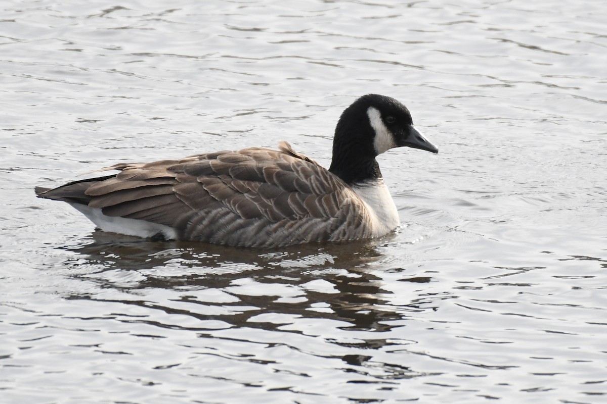 Barnacla Canadiense Grande - ML646605151