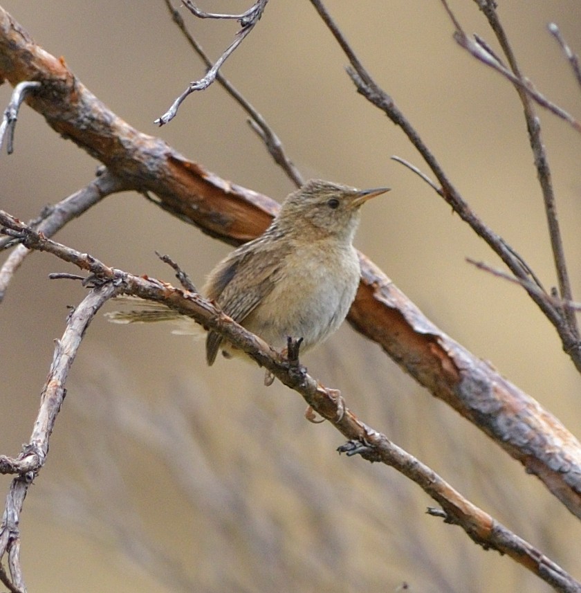 Овад річковий - ML646605153