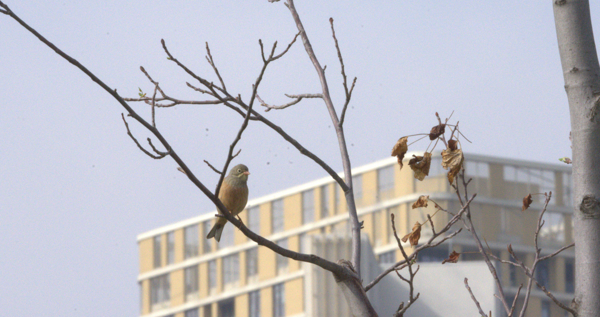 Ortolan Bunting - ML646605154