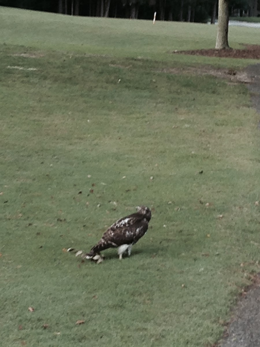Red-tailed Hawk - ML646605167