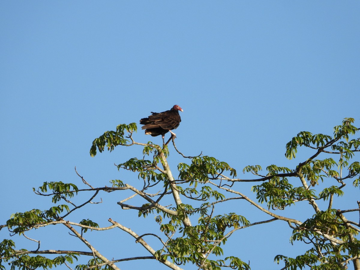 kondor krocanovitý - ML646605168