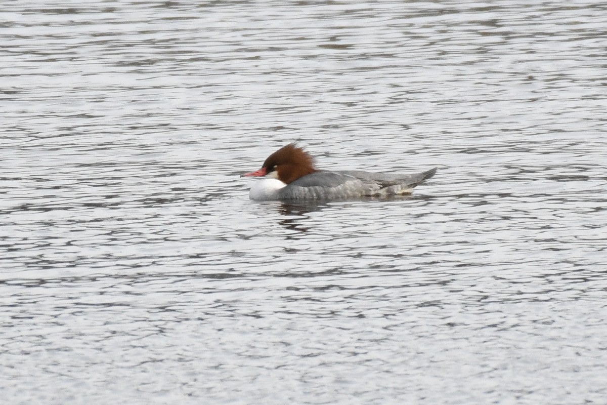 Common Merganser (North American) - ML646605170