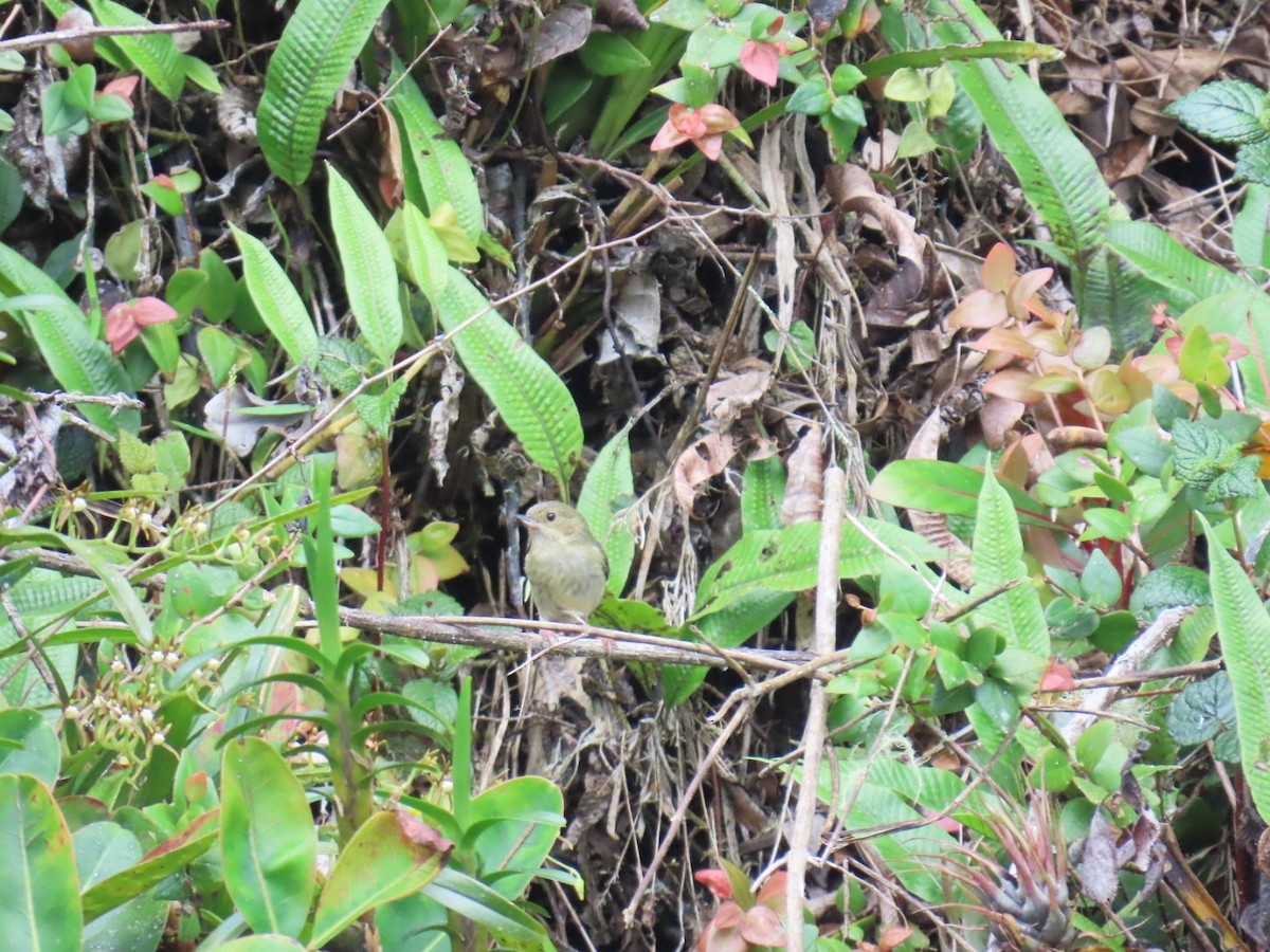 Percefleur rouilleux - ML646605175