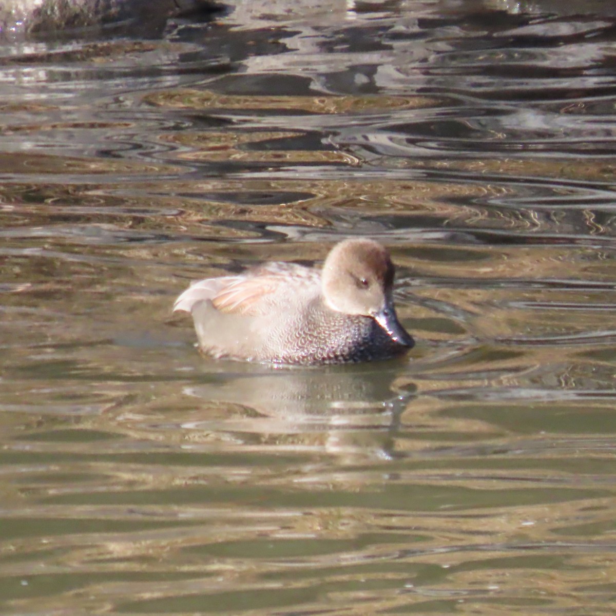 Gadwall - ML646605176