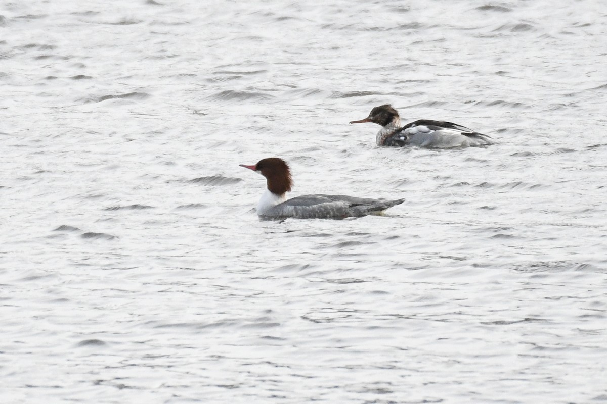 Common Merganser (North American) - ML646605181