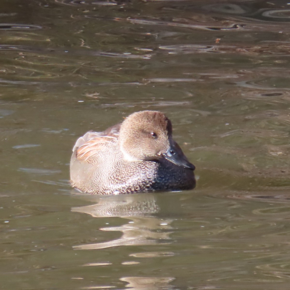 Gadwall - ML646605182
