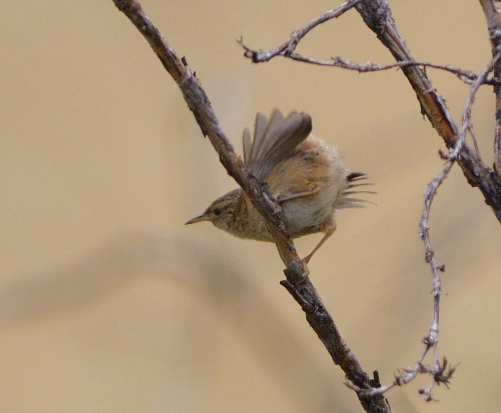 Овад річковий - ML646605183