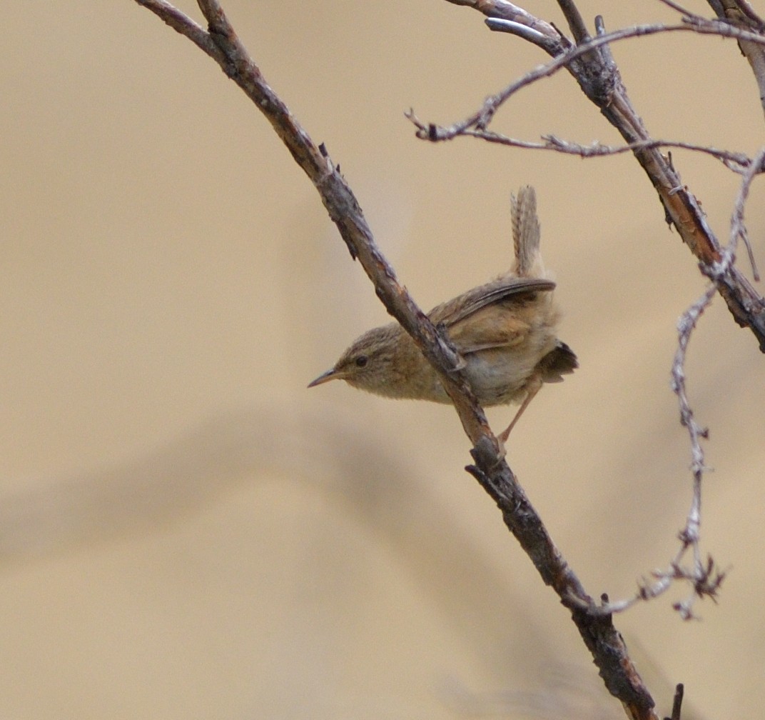 Овад річковий - ML646605184
