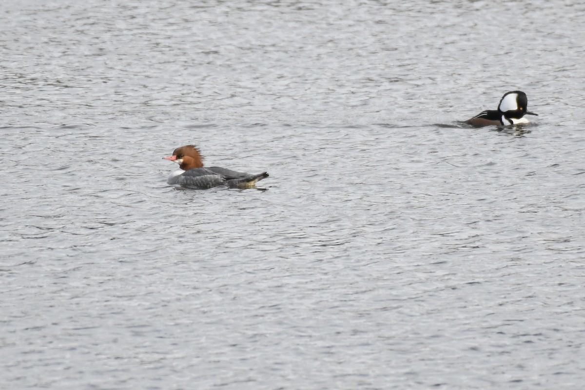 Common Merganser (North American) - ML646605186
