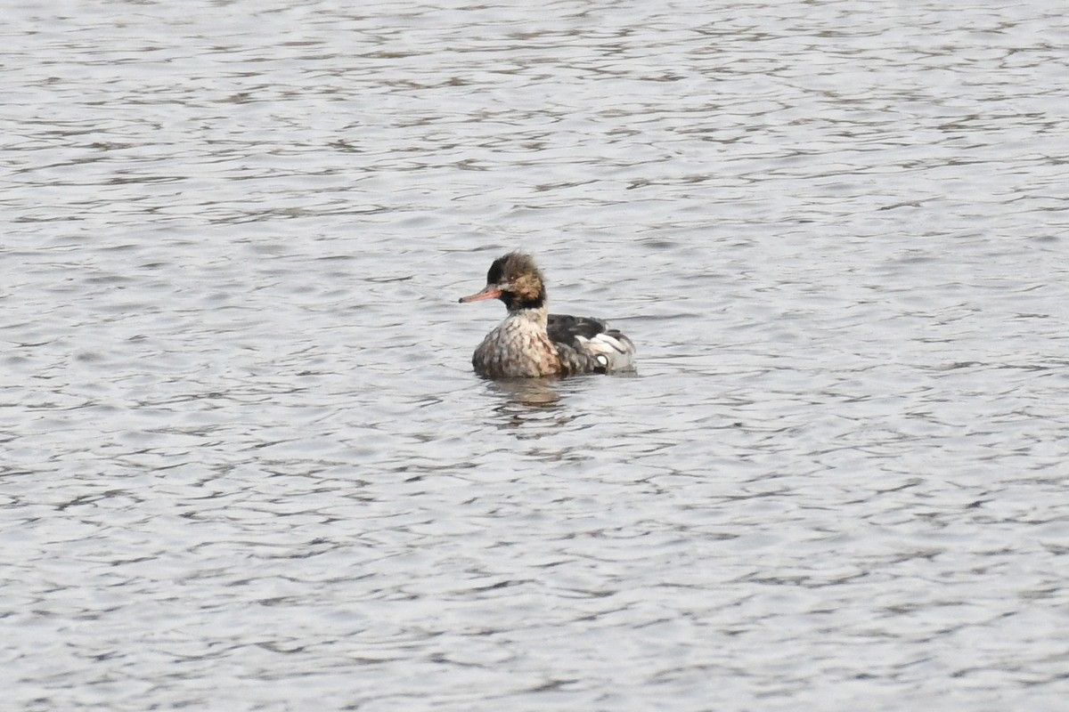 ウミアイサ - ML646605196